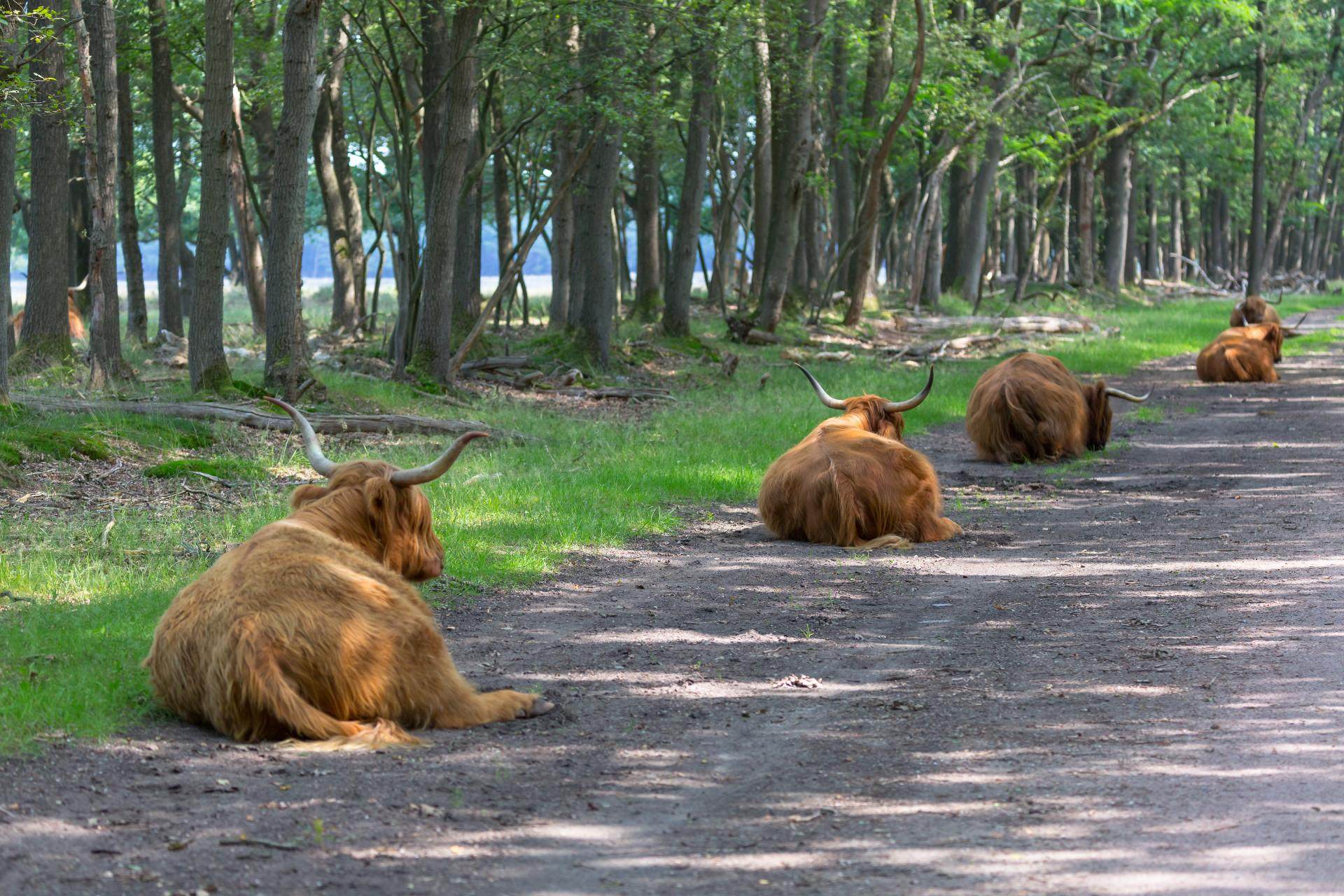 hooglanders